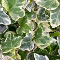 Vibrant variegated ivy leaves showcase rich green and creamy white hues in a lush arrangement.