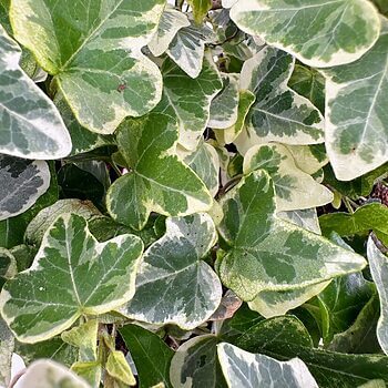 Vibrant variegated ivy leaves showcase rich green and creamy white hues in a lush arrangement.