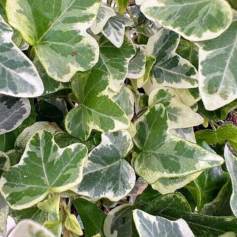 Vibrant variegated ivy leaves showcase rich green and creamy white hues in a lush arrangement.