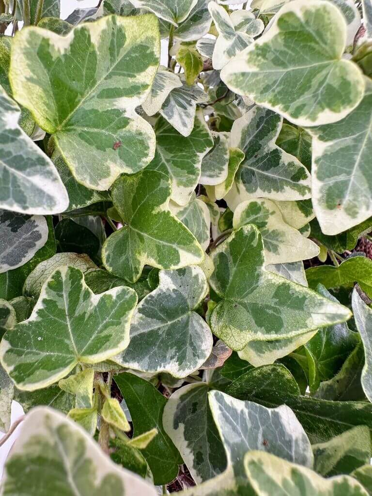 Vibrant variegated ivy leaves showcase rich green and creamy white hues in a lush arrangement.