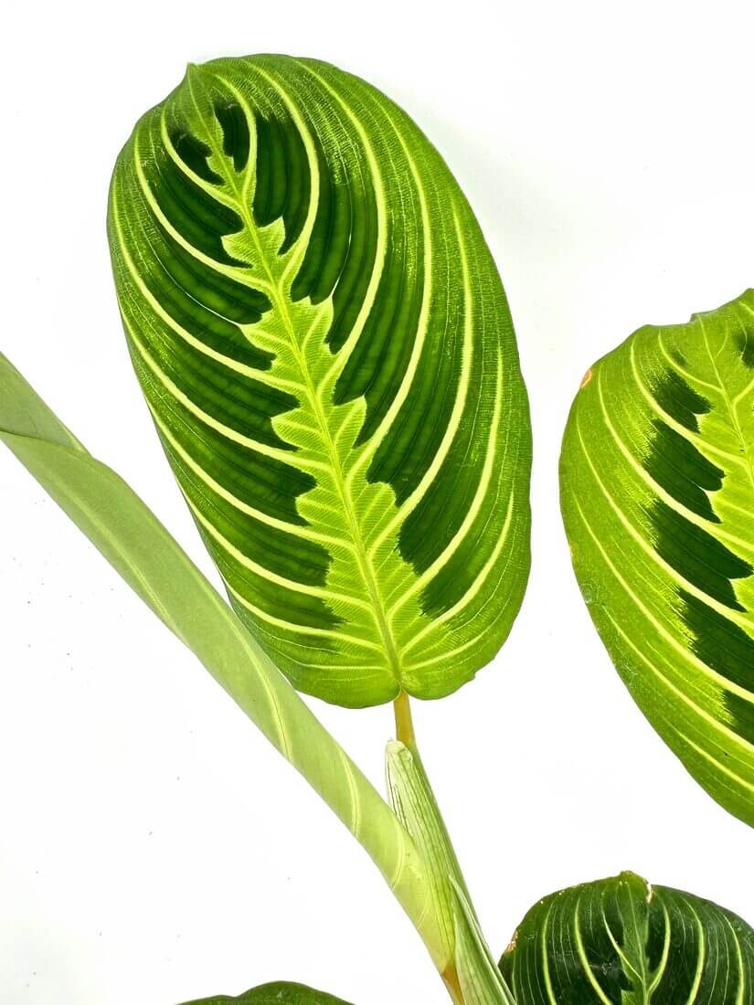 Lush green leaves with intricate patterns and textures against a clean white background.