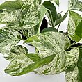 Vibrant lush variegated plant with glossy green leaves for home decor and indoor gardening.