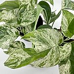 Epipremnum Pinnatum Marble Variegata