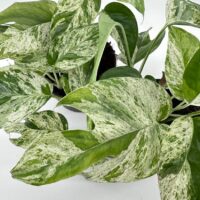 Vibrant lush variegated plant with glossy green leaves for home decor and indoor gardening.