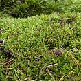Vibrant moss carpet on forest floor with conifer needles, showcasing lush woodland ecosystem beauty.