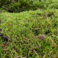 Vibrant moss carpet on forest floor with conifer needles, showcasing lush woodland ecosystem beauty.