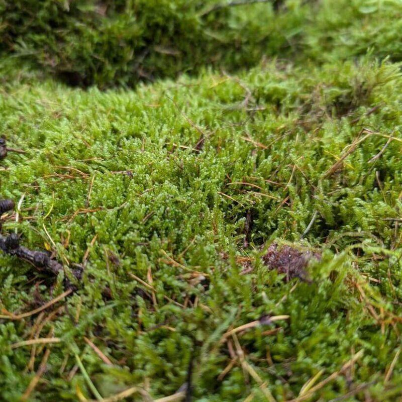 Lush Green Moss Carpet in Forest Serenity Vibrant moss carpet on forest floor with conifer needles, showcasing lush woodland ecosystem beauty.
