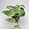 Lovely variegated pothos houseplant with glossy green leaves in a minimalist black pot.