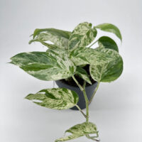 Lovely variegated pothos houseplant with glossy green leaves in a minimalist black pot.