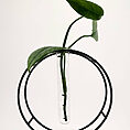 Elegant pothos plant in a stylish test tube holder, perfect for modern home decor.