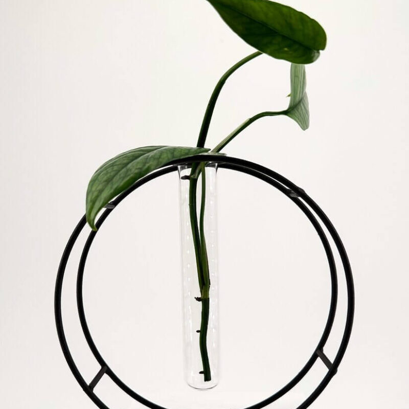 Elegant Greenery in Modern Test Tube Display Elegant pothos plant in a stylish test tube holder, perfect for modern home decor.