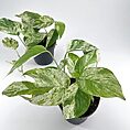 Vibrant pothos plants in black pots showcase lush greenery against a white background.