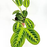 Maranta Lemon Lime Prayer Plant