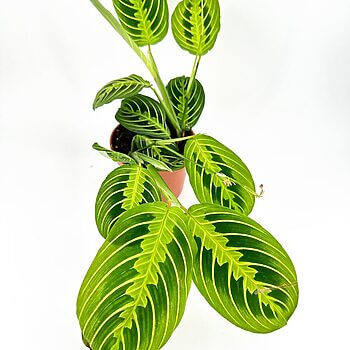 Vibrant green potted plant with unique leaves in terracotta pot against a white background.