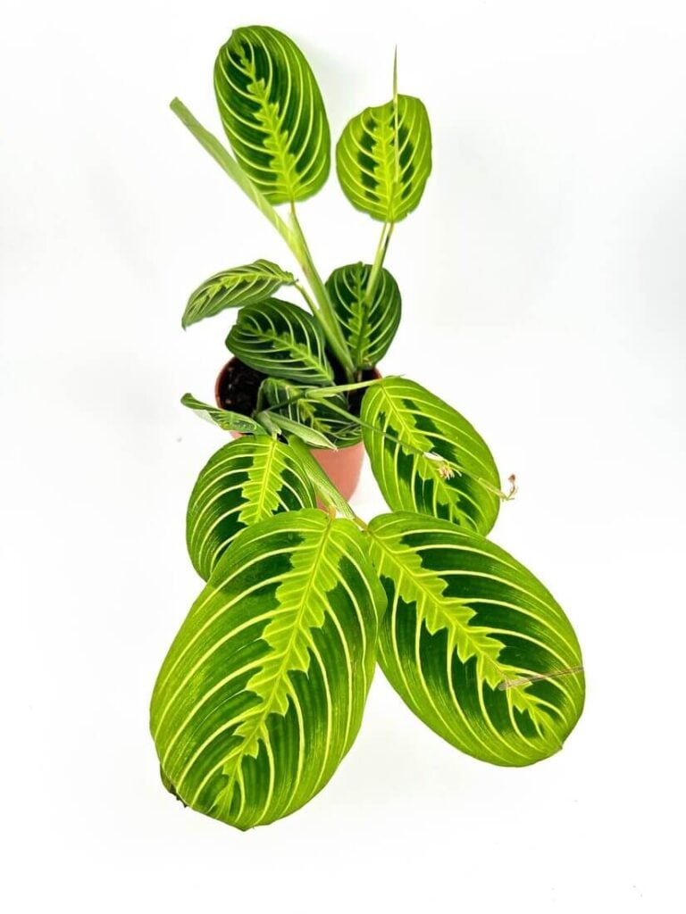 Vibrant green potted plant with unique leaves in terracotta pot against a white background.