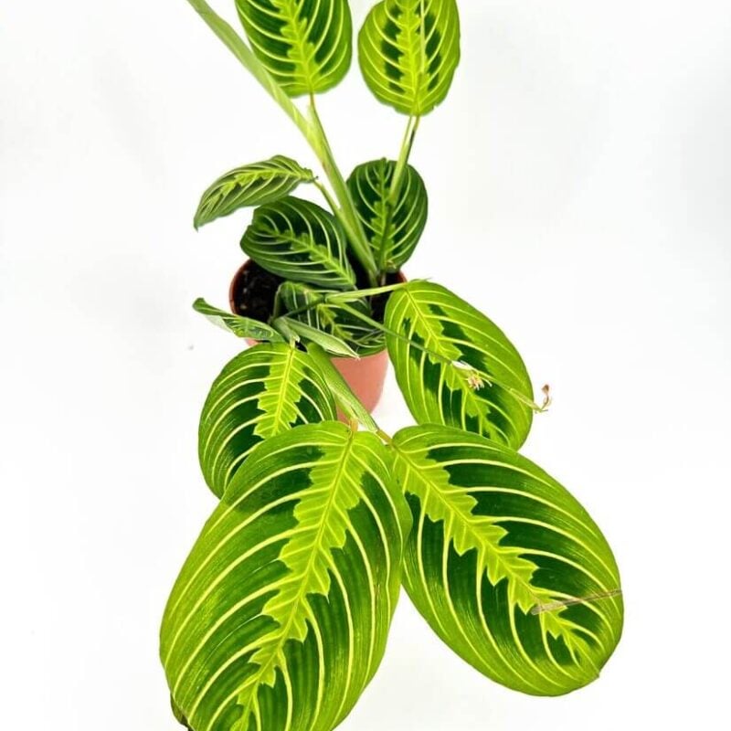 Vibrant green potted plant with unique leaves in terracotta pot against a white background.