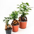 Charming display of three vibrant potted plants against a bright white background.