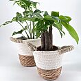 Vibrant potted plants in decorative baskets enhance indoor decor with rustic charm.