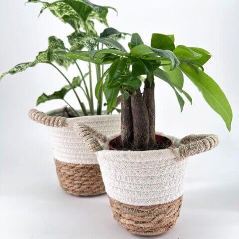 Vibrant potted plants in decorative baskets enhance indoor decor with rustic charm.