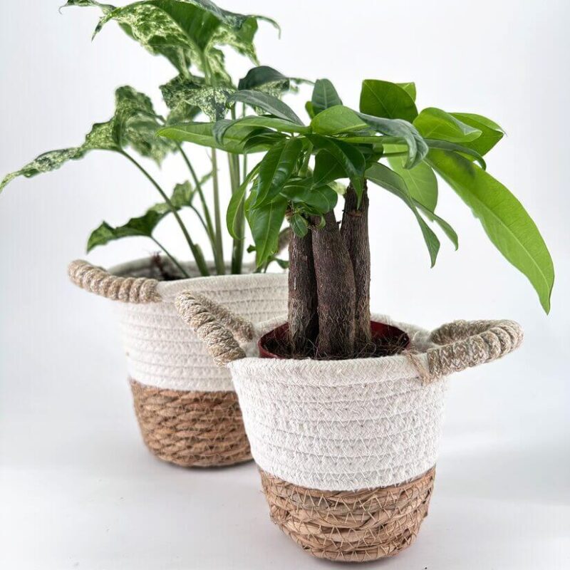 Vibrant potted plants in decorative baskets enhance indoor decor with rustic charm.