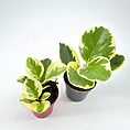 Lush indoor potted plants with vibrant variegated leaves enhance modern aesthetic home decor.