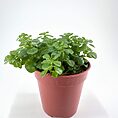 Vibrant green Pilea Depressa Baby Tears in a terracotta pot on a white surface, adding freshness indoors.