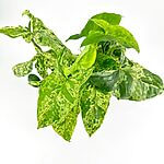 Syngonium Mottled Mojito Arrowhead Plant