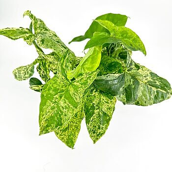 Vibrant plant with glossy variegated leaves on a minimalist white backdrop.