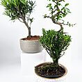 Serene bonsai plants in stylish pots against a white background, showcasing natural beauty.