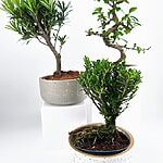 Bonsai Tree Houseplant