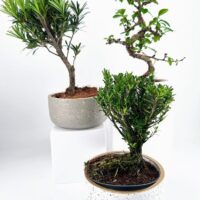 Serene bonsai plants in stylish pots against a white background, showcasing natural beauty.
