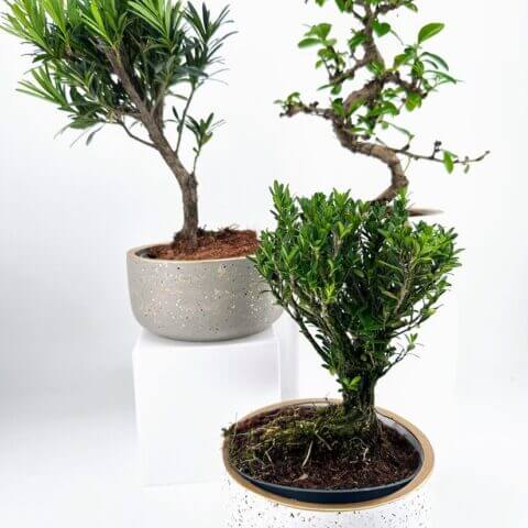 Serene bonsai plants in stylish pots against a white background, showcasing natural beauty.