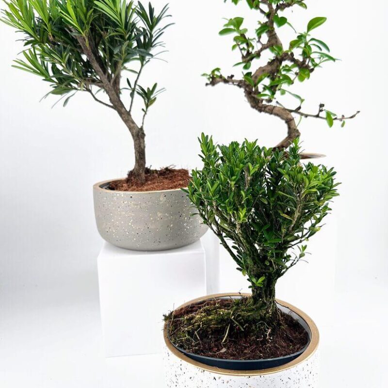 Serene bonsai plants in stylish pots against a white background, showcasing natural beauty.