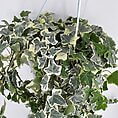 Hanging variegated ivy plant cascading down against a clean white wall backdrop.