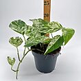 Vibrant green houseplant in a black pot with measuring ruler, showcasing lush foliage.