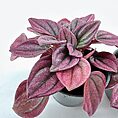 Vibrant houseplant showcasing rich purple foliage in a modern black pot, ideal for decor.
