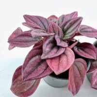 Vibrant houseplant showcasing rich purple foliage in a modern black pot, ideal for decor.