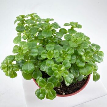Lush green houseplant - Pilea Depressa Baby Tears- in terracotta pot adds vibrant life to indoor spaces.