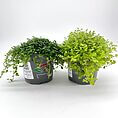 Vibrant indoor potted plants in gray pots, showcasing luscious green foliage for home decor.