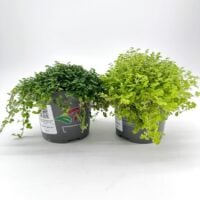 Vibrant indoor potted plants in gray pots, showcasing luscious green foliage for home decor.