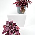Vibrant potted plants with lush foliage in grey pots against a minimalistic white background.