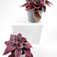 Vibrant potted plants with lush foliage in grey pots against a minimalistic white background.