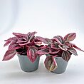 Vibrant potted plants with pink and green leaves, enhancing modern indoor decor.