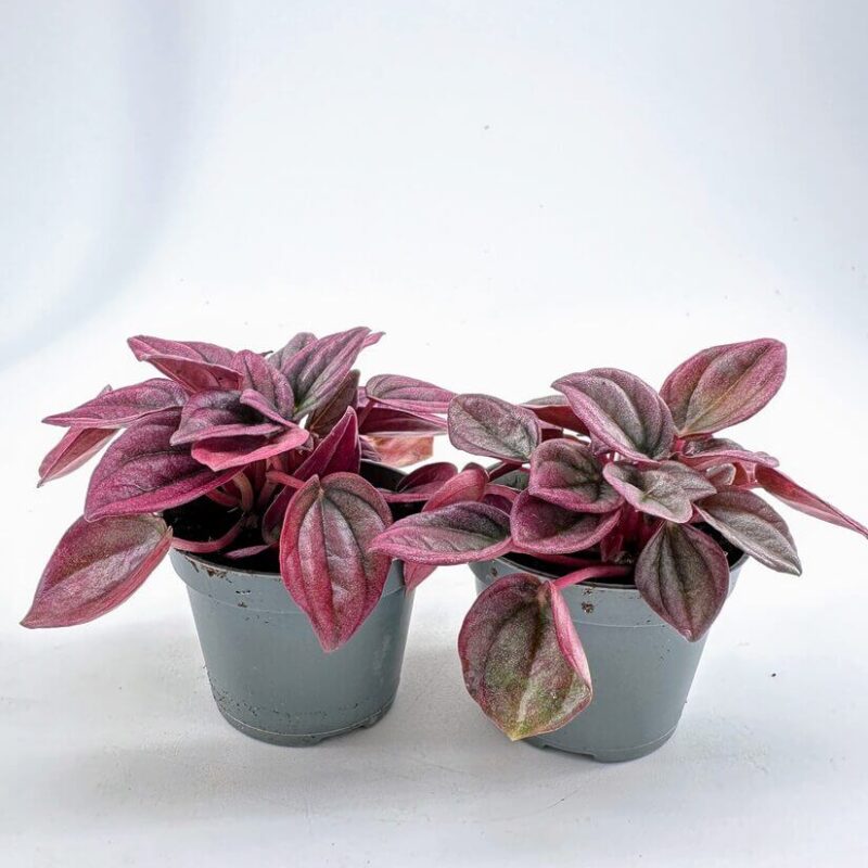 Vibrant Pink and Green Indoor Plants in Gray Pots Vibrant potted plants with pink and green leaves, enhancing modern indoor decor.