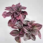 Peperomia Caperata Cayenne Pink Leaf
