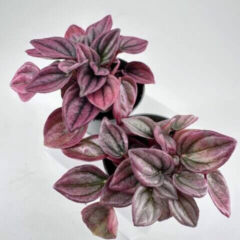 Vibrant houseplants in black pots, showcasing stunning colours and textures on a white surface.
