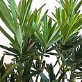 Lush green succulent plant with glossy leaves, showcasing vibrant growth and natural beauty.