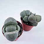 Pleiospilos Nelii Split Rock Lithops Succulent