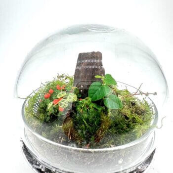 Beautiful terrarium showcasing a miniature woodland ecosystem with vibrant plants and natural decor.