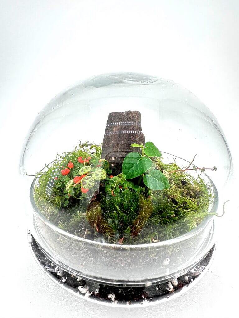 Beautiful terrarium showcasing a miniature woodland ecosystem with vibrant plants and natural decor.